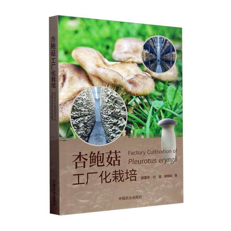 杏鲍菇工厂化栽培