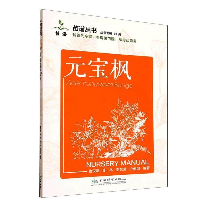 元宝枫