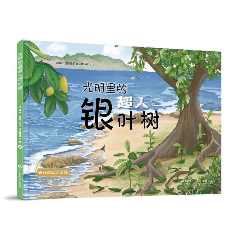 光明里的超人银叶树