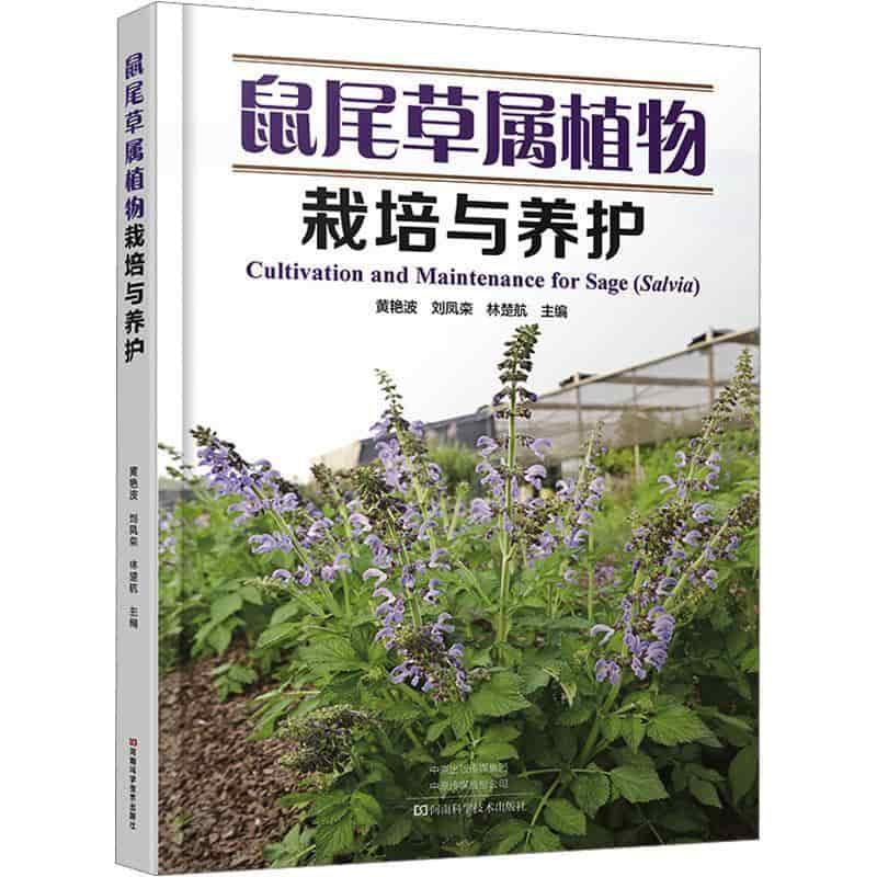 鼠尾草属植物栽培与养护