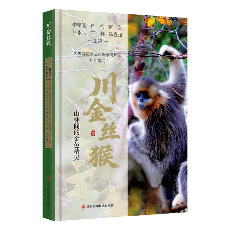 川金丝猴—山林间的金色精灵